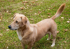 Bassador (Labrador Retriever & Basset Hound Mix): The Ultimate Guide